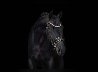 Westphalian, Gelding, 4 years, 16,1 hh, Black