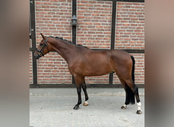 Westphalian, Gelding, 4 years, 16,1 hh, Brown