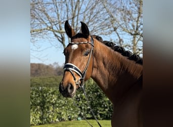 Westphalian, Gelding, 4 years, 16,1 hh, Brown