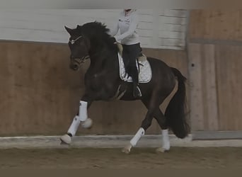 Westphalian, Gelding, 4 years, 16.1 hh, Brown