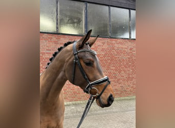 Westphalian, Gelding, 4 years, 16,1 hh, Brown