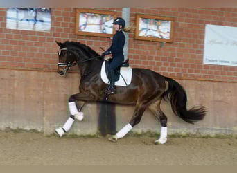 Westphalian, Gelding, 4 years, 16.1 hh, Brown