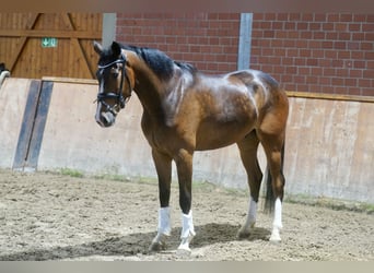 Westphalian, Gelding, 4 years, 16.1 hh, Brown