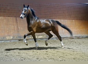 Westphalian, Gelding, 4 years, 16.1 hh, Brown