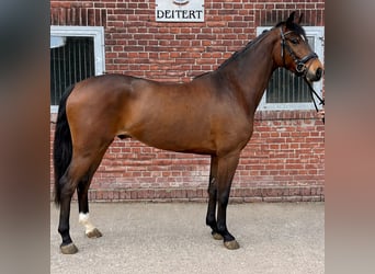 Westphalian, Gelding, 4 years, 16.1 hh, Brown
