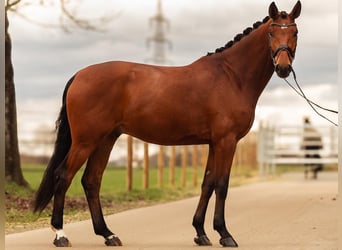 Westphalian, Gelding, 4 years, 16.1 hh, Brown