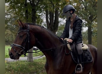 Westphalian, Gelding, 4 years, 16.1 hh, Brown