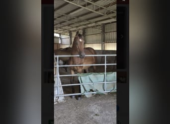Westphalian, Gelding, 4 years, 16.1 hh, Brown
