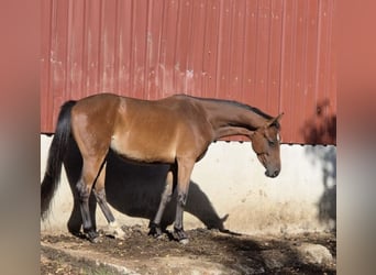 Westphalian, Gelding, 4 years, 16.1 hh, Brown