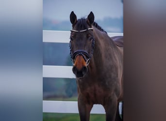 Westphalian, Gelding, 4 years, 16,1 hh, Brown