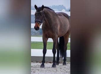 Westphalian, Gelding, 4 years, 16,1 hh, Brown