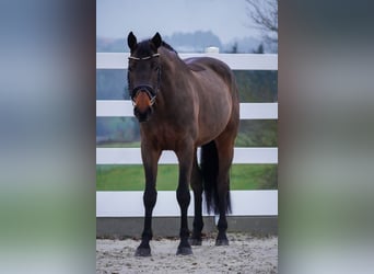 Westphalian, Gelding, 4 years, 16,1 hh, Brown