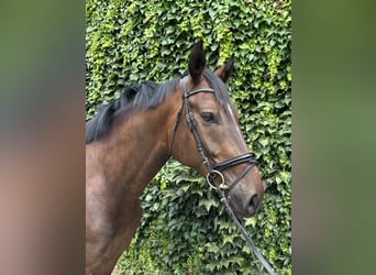 Westphalian, Gelding, 4 years, 16.1 hh, Brown