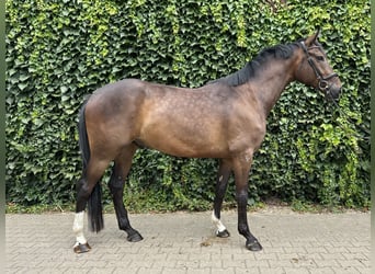 Westphalian, Gelding, 4 years, 16.1 hh, Brown