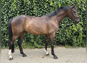 Westphalian, Gelding, 4 years, 16.1 hh, Brown
