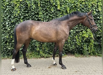 Westphalian, Gelding, 4 years, 16.1 hh, Brown