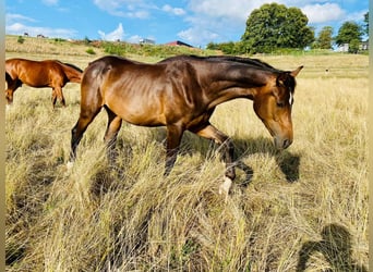 Westphalian, Gelding, 4 years, 16.1 hh, Brown