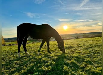 Westphalian, Gelding, 4 years, 16.1 hh, Brown