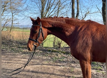 Westphalian, Gelding, 4 years, 16.1 hh, Chestnut