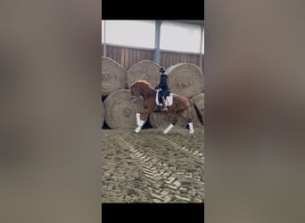 Westphalian, Gelding, 4 years, 16.1 hh, Chestnut