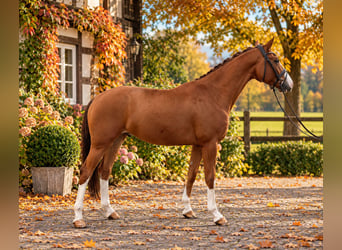 Westphalian, Gelding, 4 years, 16.1 hh, Chestnut-Red