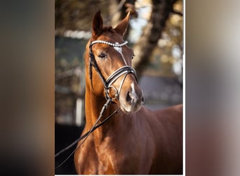 Westphalian, Gelding, 4 years, 16.1 hh, Chestnut-Red
