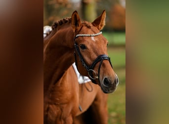 Westphalian, Gelding, 4 years, 16.1 hh, Chestnut-Red