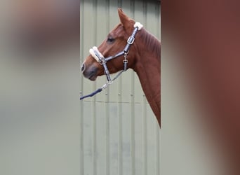 Westphalian, Gelding, 4 years, 16,1 hh, Chestnut-Red