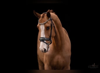 Westphalian, Gelding, 4 years, 16,1 hh