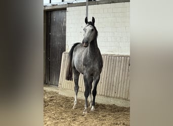 Westphalian, Gelding, 4 years, 16,1 hh, Gray