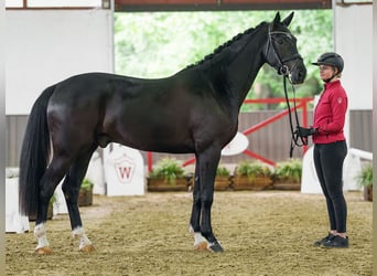 Westphalian, Gelding, 4 years, 16.1 hh, Smoky-Black