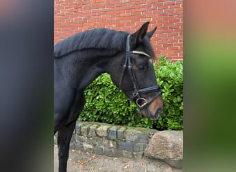 Westphalian, Gelding, 4 years, 16,1 hh, Smoky-Black