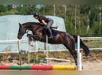 Westphalian, Gelding, 4 years, 16.1 hh, Smoky-Black