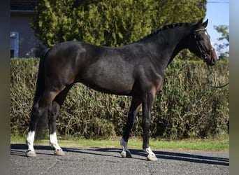 Westphalian, Gelding, 4 years, 16.1 hh, Smoky-Black