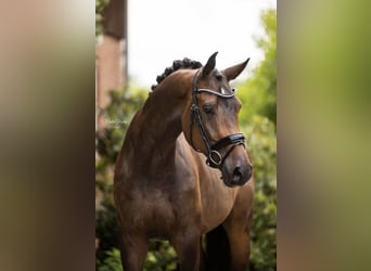 Westphalian, Gelding, 4 years, 16.2 hh, Bay-Dark