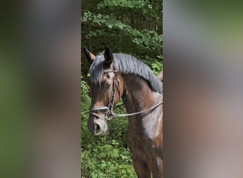 Westphalian, Gelding, 4 years, 16.2 hh, Bay-Dark