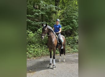 Westphalian, Gelding, 4 years, 16.2 hh, Bay-Dark