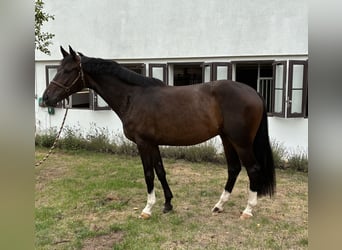 Westphalian, Gelding, 4 years, 16.2 hh, Bay-Dark