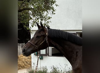 Westphalian, Gelding, 4 years, 16.2 hh, Bay-Dark