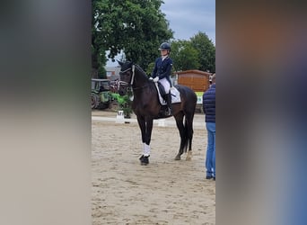 Westphalian, Gelding, 4 years, 16.2 hh, Bay-Dark