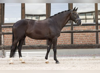 Westphalian, Gelding, 4 years, 16.2 hh, Black