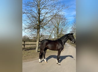 Westphalian, Gelding, 4 years, 16.2 hh, Black