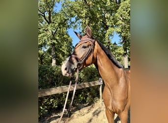 Westphalian, Gelding, 4 years, 16.2 hh, Brown