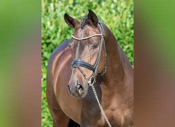 Westphalian, Gelding, 4 years, 16,2 hh, Brown