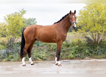 Westphalian, Gelding, 4 years, 16.2 hh, Brown