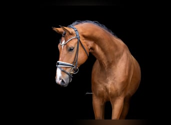 Westphalian, Gelding, 4 years, 16.2 hh, Brown