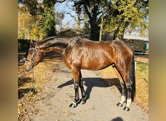 Westphalian, Gelding, 4 years, 16.2 hh, Brown