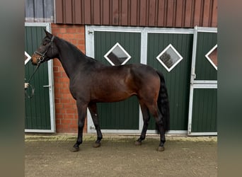 Westphalian, Gelding, 4 years, 16,2 hh, Brown