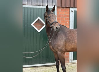 Westphalian, Gelding, 4 years, 16,2 hh, Brown