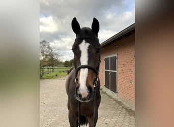 Westphalian, Gelding, 4 years, 16.2 hh, Brown